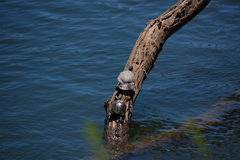 Trachemys scripta elegans