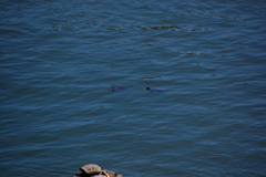 Trachemys scripta elegans