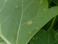 Puccinia silphii