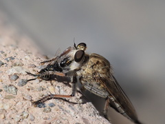 Efferia albibarbis