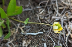 Ranunculus suksdorfii