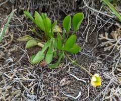 Ranunculus suksdorfii