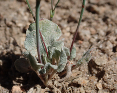 Eriogonum baileyi baileyi