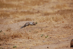 Otospermophilus beecheyi