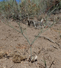 Eriogonum baileyi baileyi
