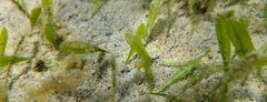 Halophila hawaiiana