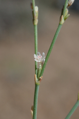 Eriogonum baileyi baileyi