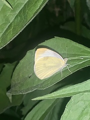 Pieris rapae