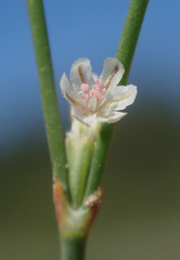 Eriogonum baileyi baileyi