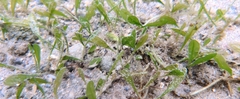 Halophila hawaiiana