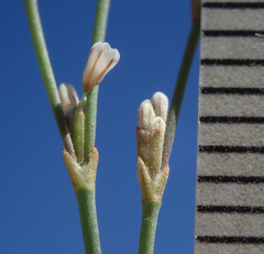 Eriogonum baileyi baileyi