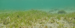Halophila hawaiiana