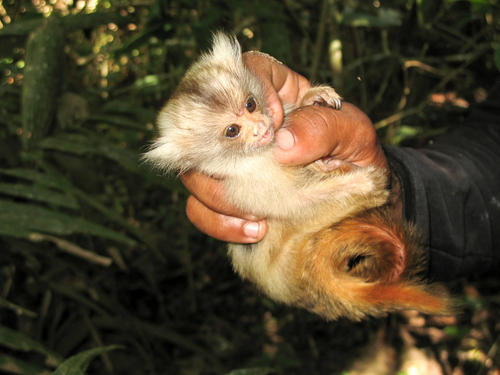 Gold-and-white Marmoset
