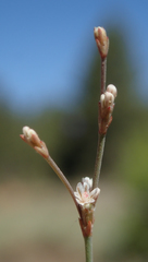 Eriogonum baileyi baileyi