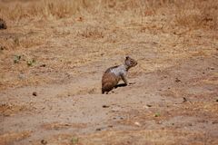 Otospermophilus beecheyi