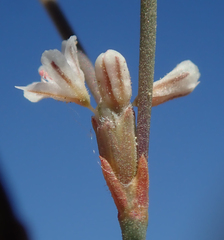 Eriogonum baileyi baileyi