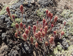 Castilleja cinerea
