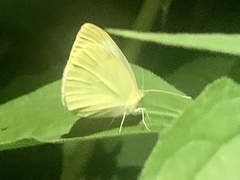Pieris rapae