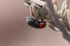 Cryptocephalus sanguinicollis