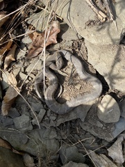 Nerodia sipedon sipedon