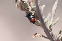 Cryptocephalus sanguinicollis