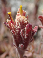 Castilleja cinerea
