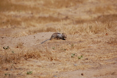 Otospermophilus beecheyi