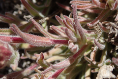 Castilleja cinerea