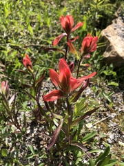 Castilleja purpurascens