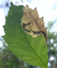 Profenusa canadensis