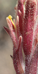 Castilleja cinerea