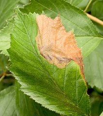 Profenusa canadensis