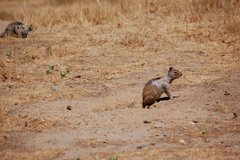 Otospermophilus beecheyi