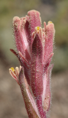 Castilleja cinerea
