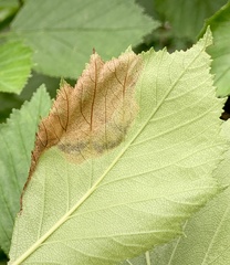 Profenusa canadensis
