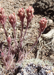 Castilleja cinerea