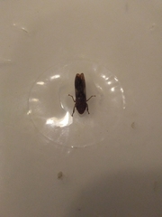 Homalodisca vitripennis