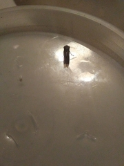 Homalodisca vitripennis