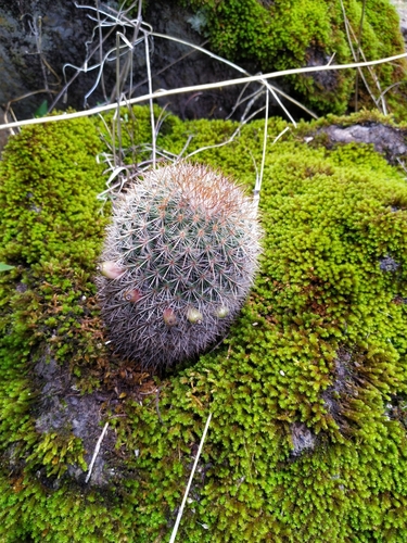 Mammillaria nunezii