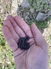 Nerodia sipedon sipedon