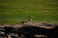 Otospermophilus beecheyi