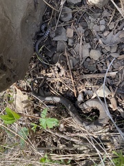 Nerodia sipedon sipedon