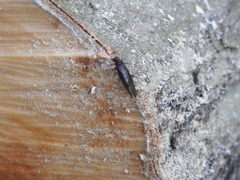 Protosialis americana