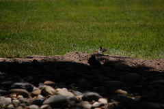 Otospermophilus beecheyi