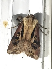 Agrotis vancouverensis
