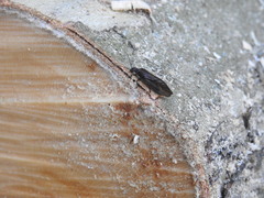 Protosialis americana