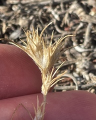 Eriastrum filifolium