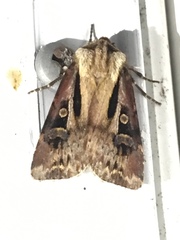 Agrotis vancouverensis
