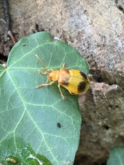 Monocesta coryli