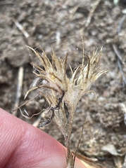 Eriastrum filifolium